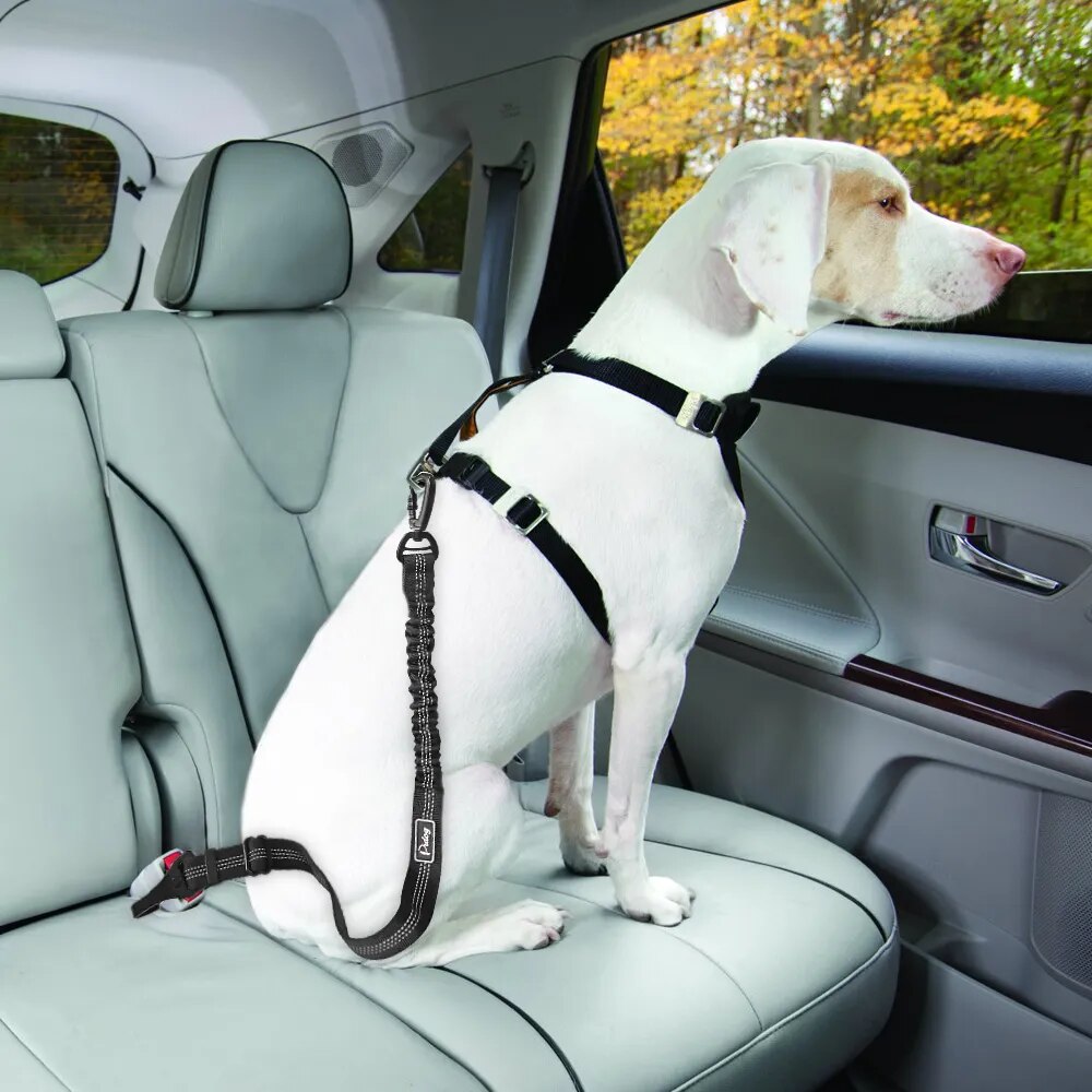 Dog strap in car clearance seat