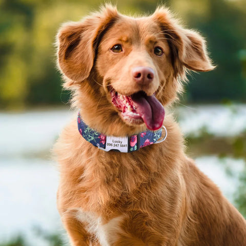 Pluto Personalised Dog Collars
