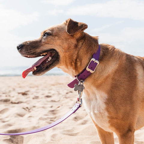 VIVID Waterproof Dog Collar
