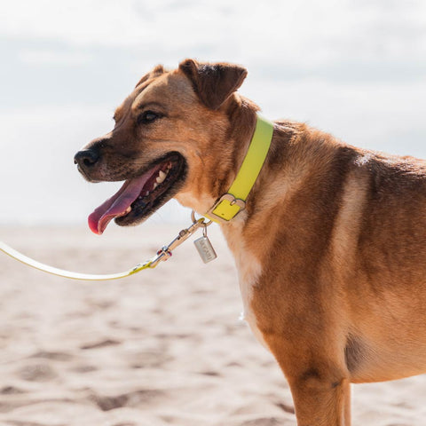 VIVID Waterproof Dog Collar