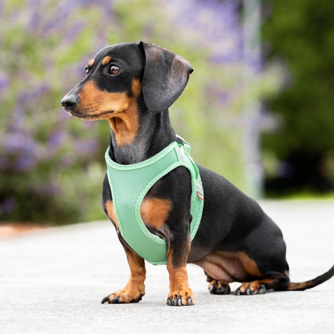 Mesh Dog Harness Step-In Red Dingo