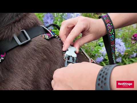 Sport Harness with Handle Red Dingo