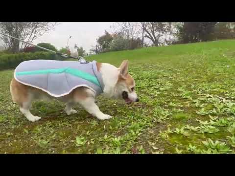 Dog Cooling  Vest