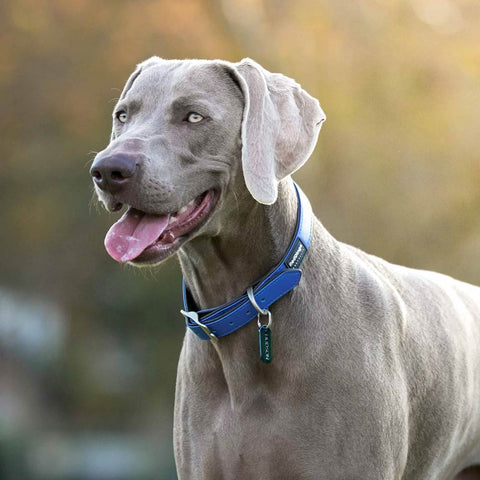 Elegant Vegan Leather Dog Collar