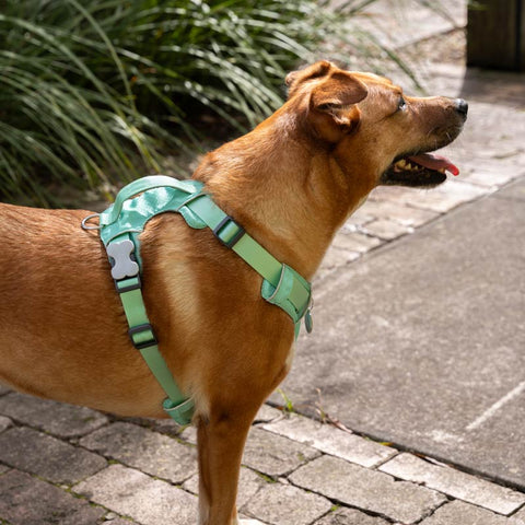 Sport Harness with Handle Red Dingo