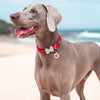 Dog ID Tags Tribal Arrows Dog Nation