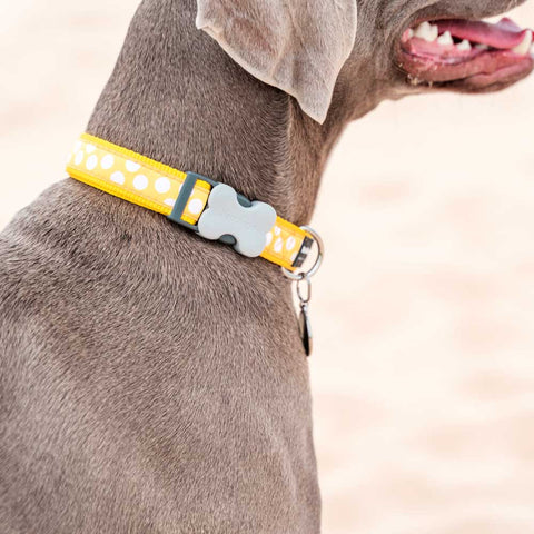 Dog Collar White Spots on Yellow Dog Nation
