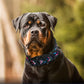 Astro Beautiful Designer Wide Neoprene Dog Collars Dog Nation