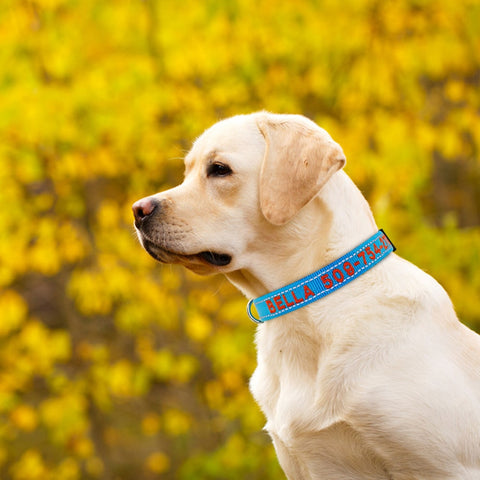 Embroidered Dog Collar Nylon Personalised Reflective Dog Nation