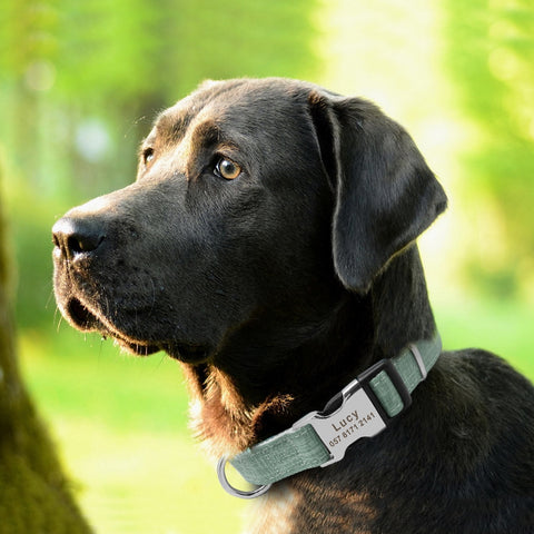 Neptune Personalised Dog Collar Nylon Engraved Dog Nation