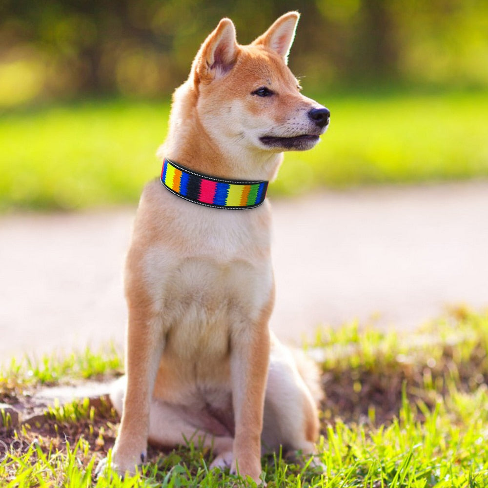 Astro Beautiful Designer Wide Neoprene Dog Collars Dog Nation