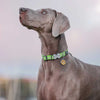 Dog ID Tags Tribal Arrows Dog Nation