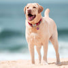 Dog ID Tags Compass Dog Nation