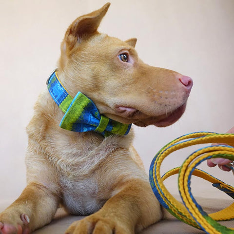 The Folk Yellow Personalised Dog Collar Set Dog Nation