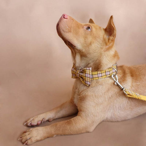 The Lemon Plaid Personalised Dog Collar Set Dog Nation