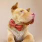 The Orange Suit Personalised Dog Collar Set Laser Engraved Dog Nation