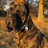 Dog ID Tags Flower Dog Nation