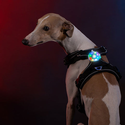 Rechargeable LED for Dog Collars & Harnesses Waterproof Dog Nation