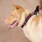 The Red Suit Personalised Dog Collar & Leash Set Handmade Laser Engraved Dog Nation
