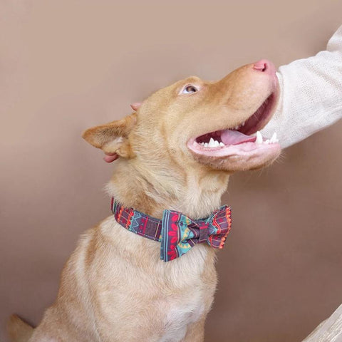 The Maya Personalised Dog Collar Handmade Laser Engraved Dog Nation