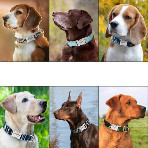 Calipso Nylon Personalised Dog Collar Metal Buckle Dog Nation