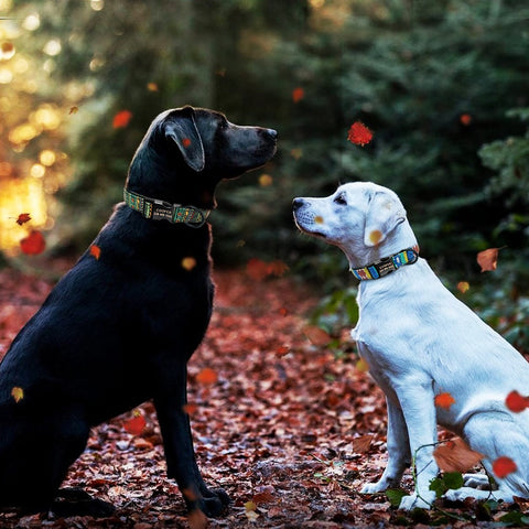 Alpha Personalised Bohemian Nylon Dog Collar Dog Nation