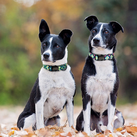 Alpha Personalised Bohemian Nylon Dog Collar Dog Nation