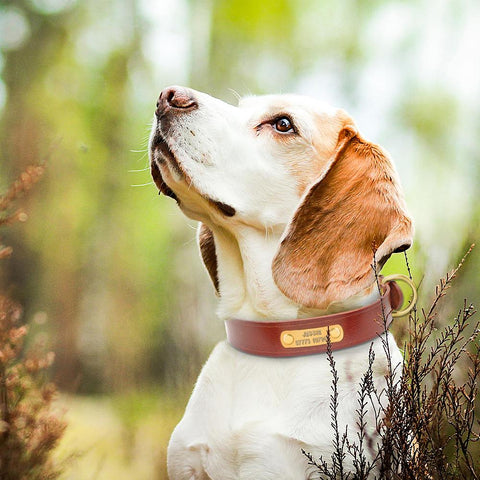 Dog Collar Genuine Leather Free Engraving Dog Nation