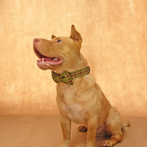 The Green Plaid Personalised Dog Collar & Leash Set Handmade Laser Engraved Dog Nation