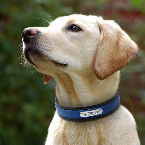 Genuine Leather Personalised Dog Collar Dog Nation