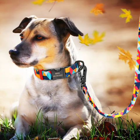 Iris Personalised Dog Collar & Leash Set Dog Nation