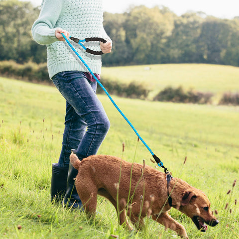 Large Reflective Dog Leash With Comfortable Soft Grip Dog Nation