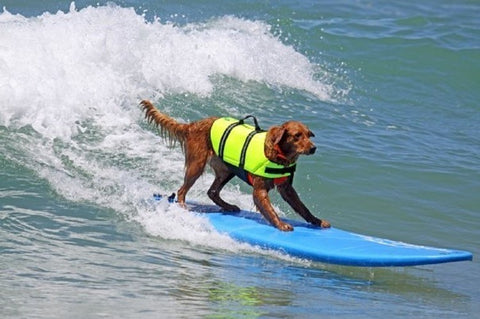 Life Jacket for Dogs Dog Nation