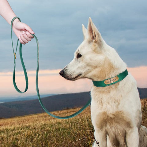 Sirius Genuine Leather Dog Collar Personalised Dog Nation