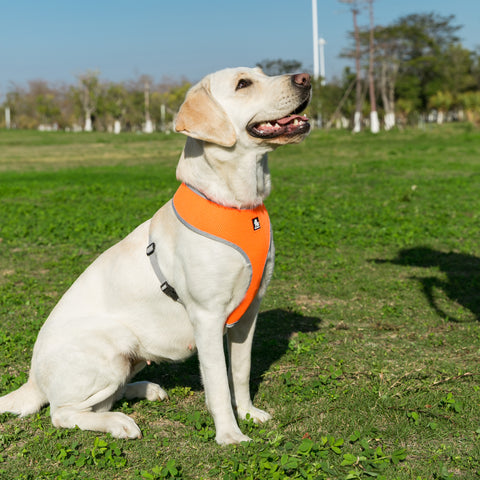 Quality Breathable Mesh Nylon Dog Harness Dog Nation